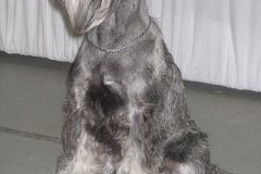 Ebi