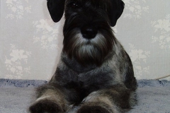 Ebi