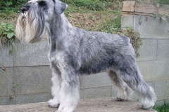 Ebi