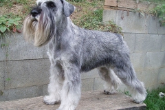 Ebi