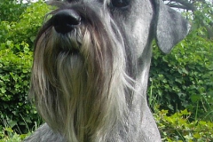 Ebi