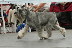 Ebi