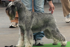 Ebi