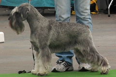 Ebi