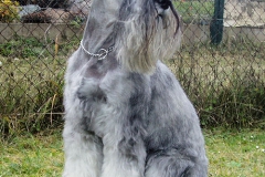 Ebi