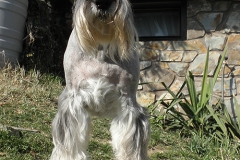 Aida