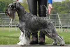 Hadley Fortuna Moravia