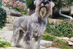Iby-zari-2019-02