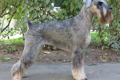 winnie-1
