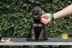 charlotta-10