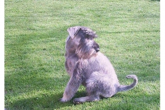 gallant