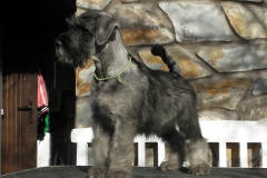 Gilliene