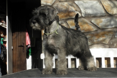 Gilliene