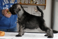 Giuseppe