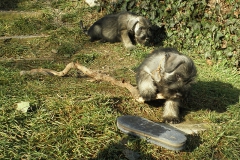 Puppies