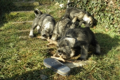 Puppies