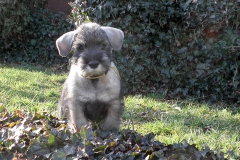 Puppies