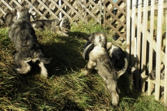 Puppies
