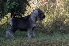 Puppies