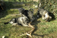Puppies