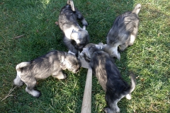 Puppies