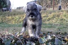Puppies