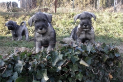 Puppies