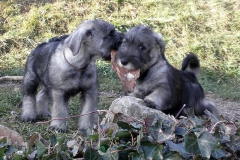 Puppies