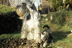 Puppies
