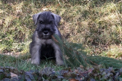 Puppies