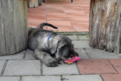 12-9-2015-hagrid-3