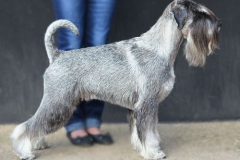 1514796409_amore-mio-ab-puppies