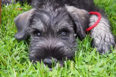 Karlos-9-6-2020-2
