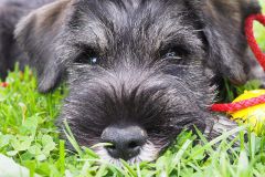 Karlos-9-6-2020-6