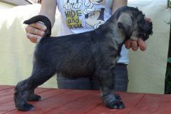 fena-bila-1