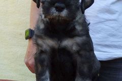 fena-bila-2