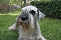 Carlo