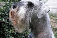 Carlo