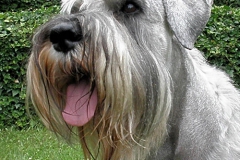 Carlo