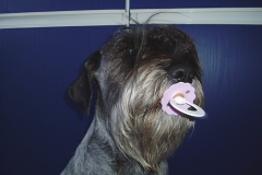 Rendy