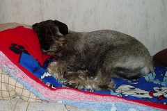 Rendy